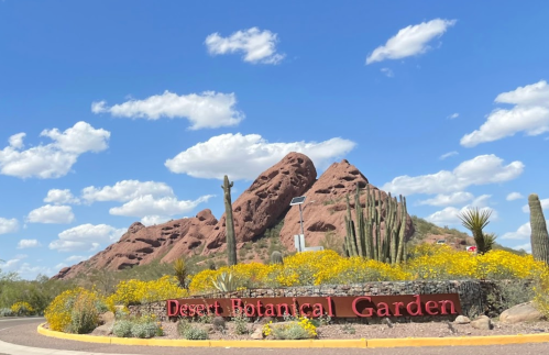 Desert Botanical Garden sign with vibrant yellow flowers and rocky mountains under a blue sky with fluffy clouds.